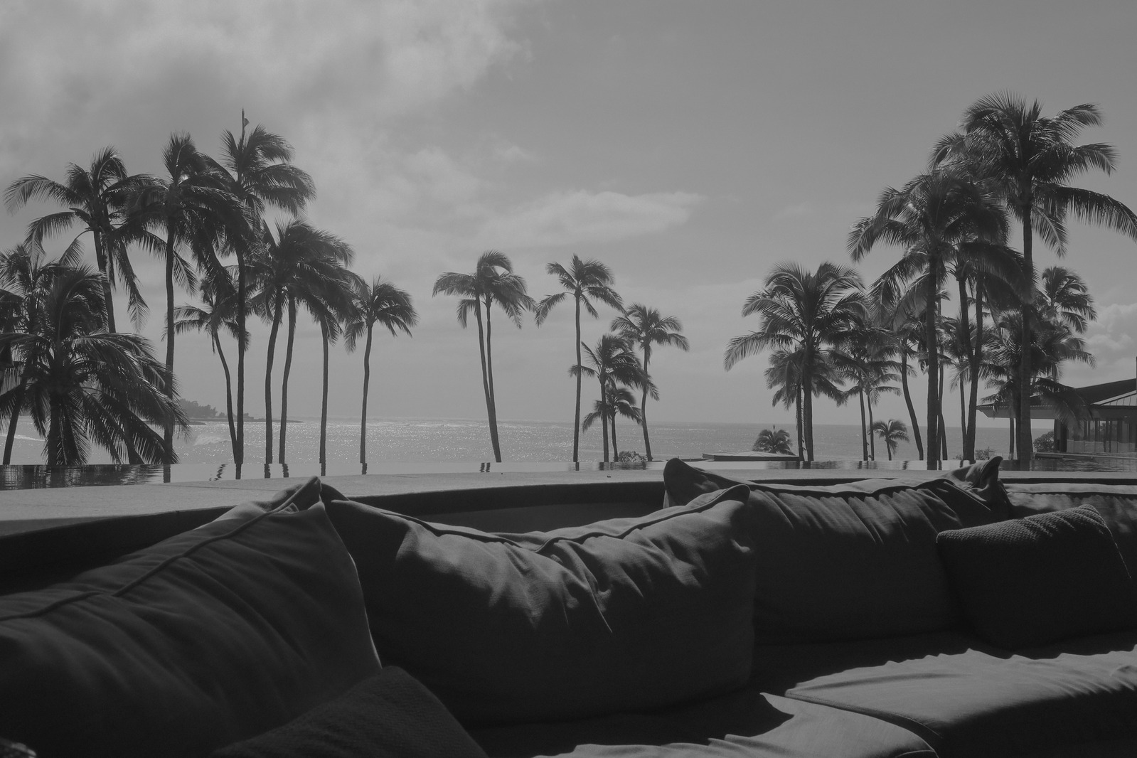 Palm trees silhouetted against the sky